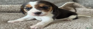 Beagle Puppy 6