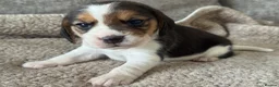 Beagle dogs for sale: TRUE SHOW TYPE KC REGISTERED BEAGLES - Advert 25