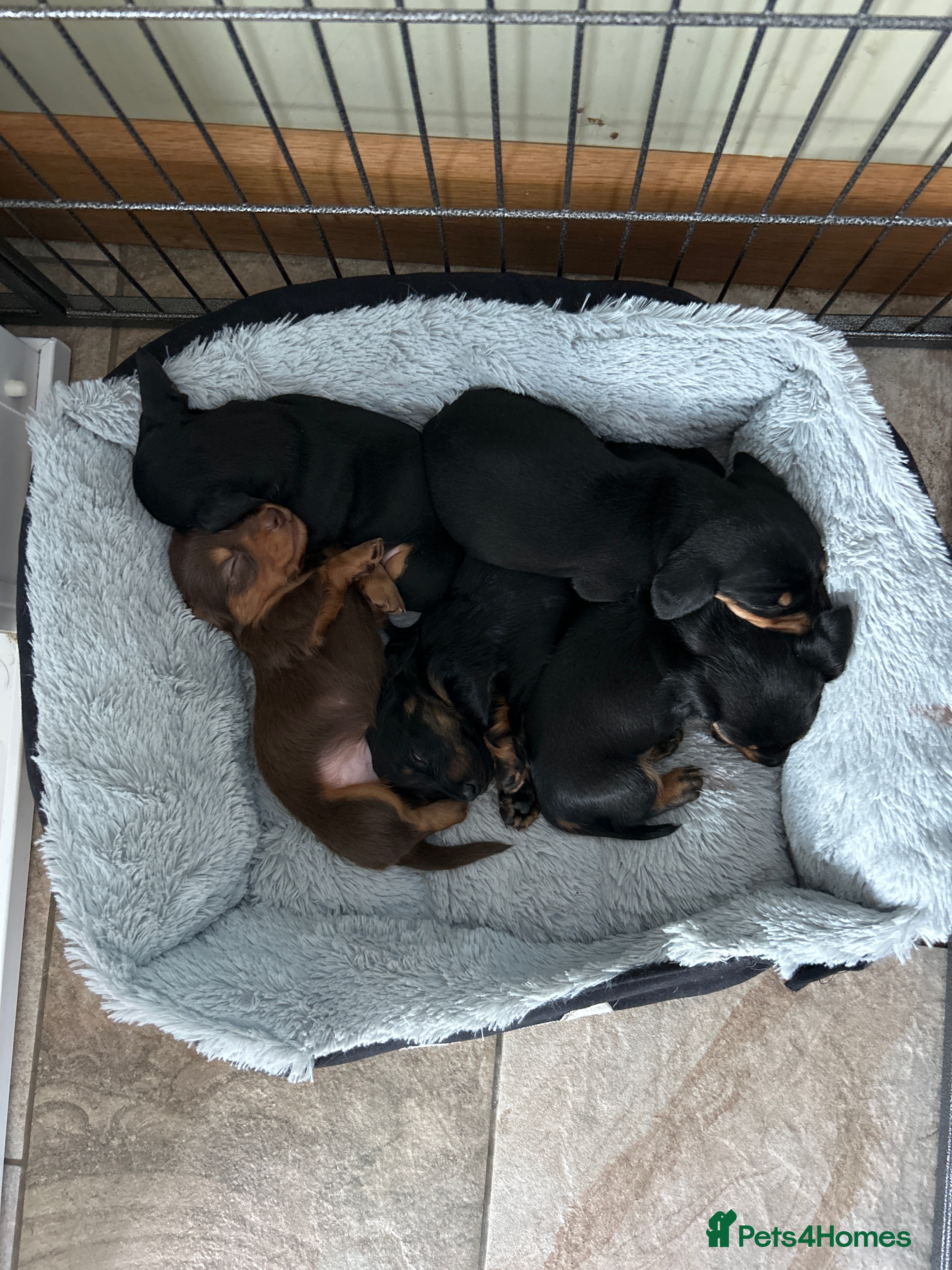 Miniature Dachshund dogs Miniature Smooth Haired Dachshunds  - Advert 3