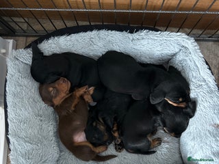 Miniature Dachshund dogs Miniature Smooth Haired Dachshunds - Advert 3