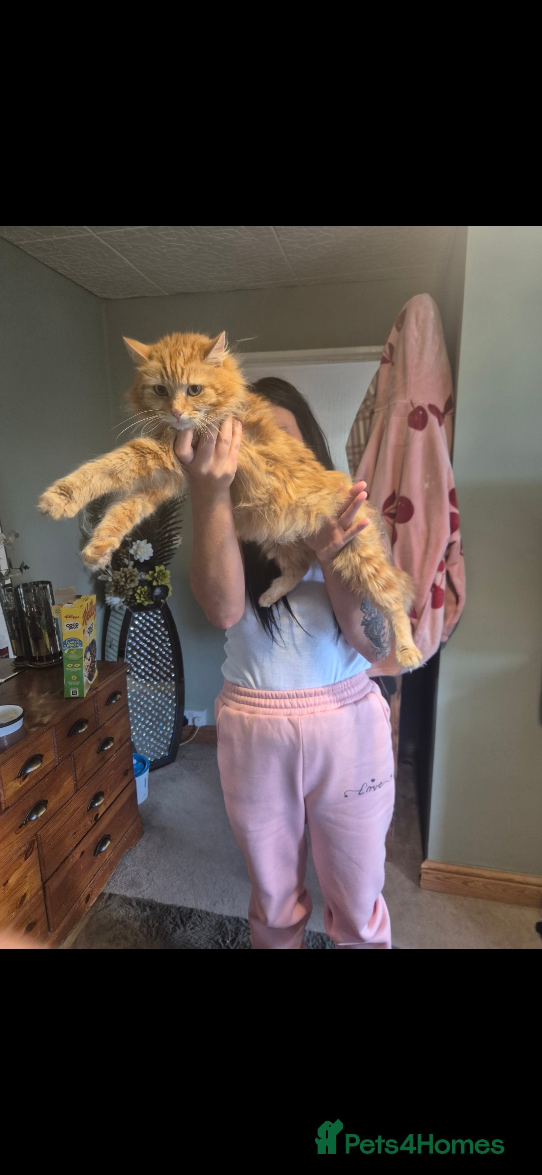 Maine Coon cats for sale: Maine coon x kittens - Image 8