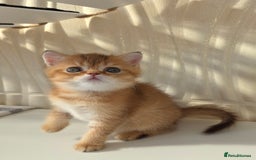 Scottish Fold cats for sale: EXCLUSIVE Golden-cinnamon Show quality. Best in UK - Image 8
