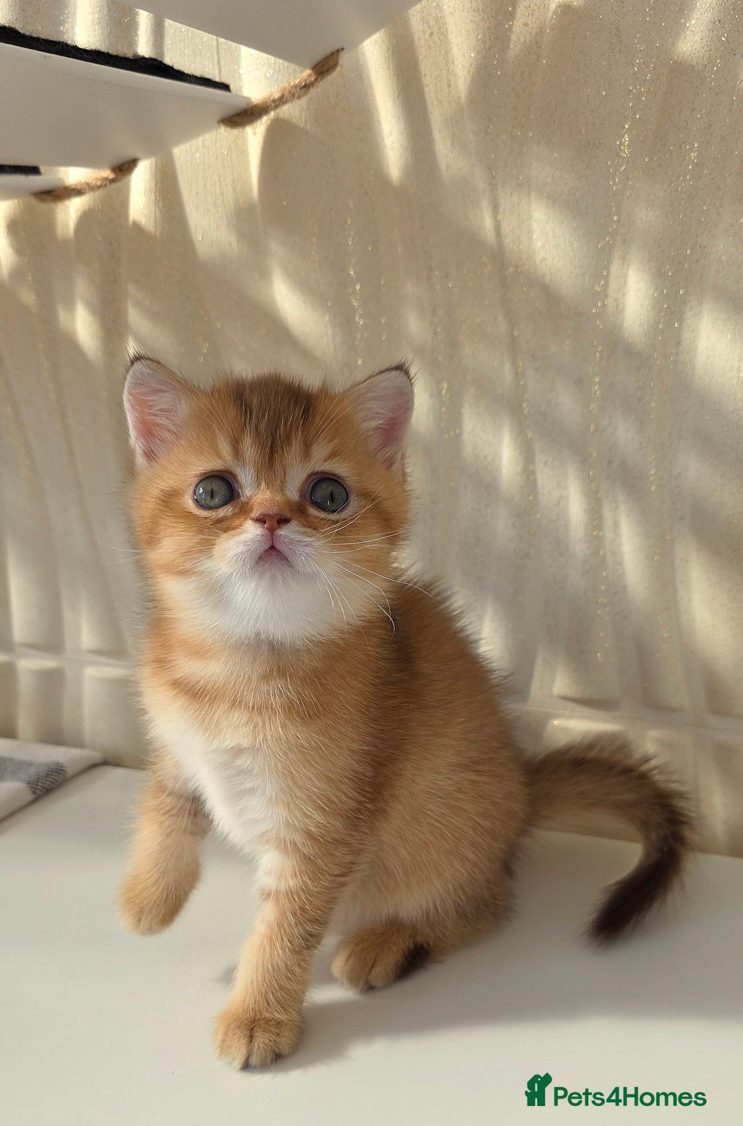 Scottish Fold cats for sale: EXCLUSIVE Golden-cinnamon Show quality. Best in UK - Image 8