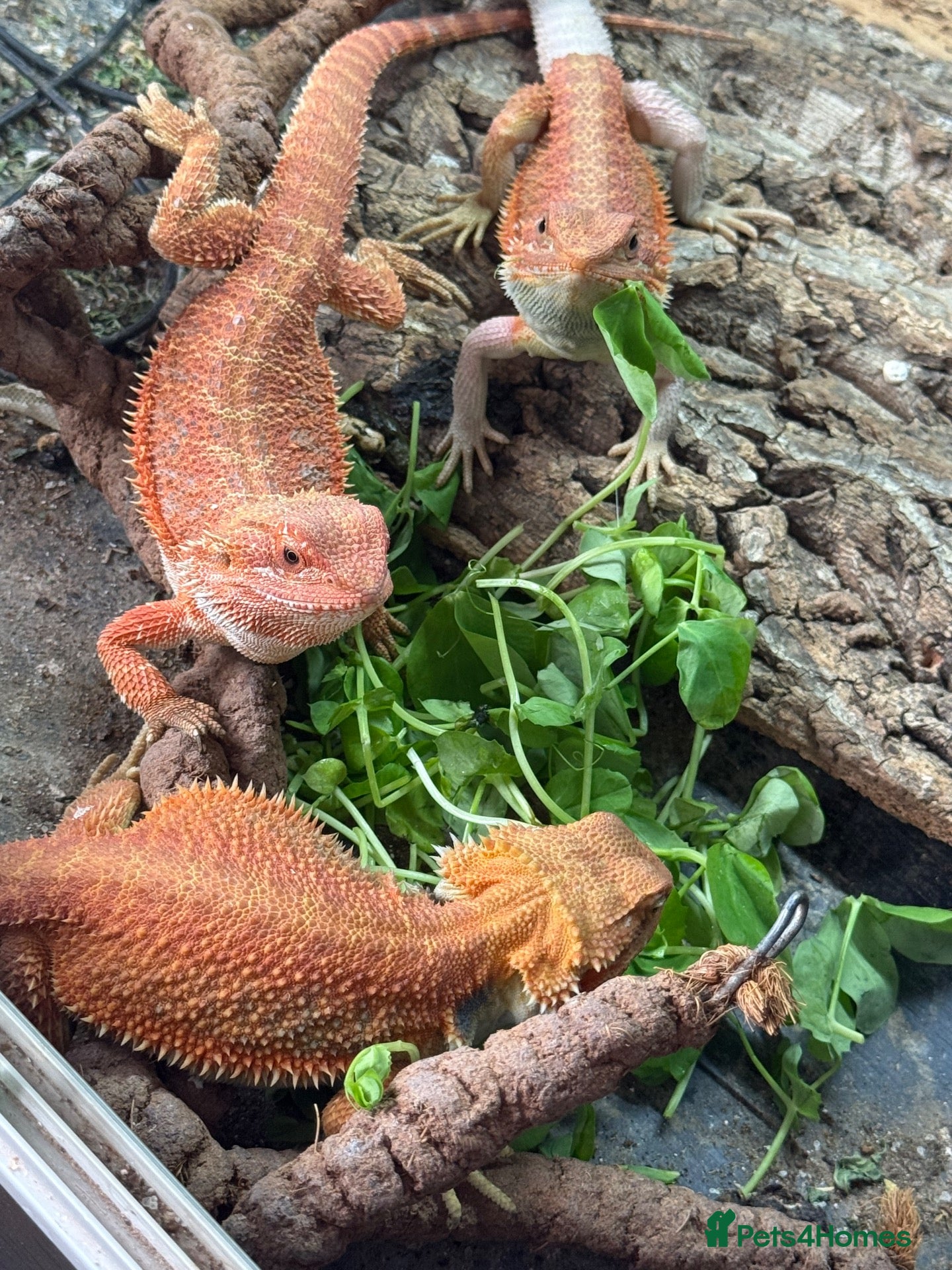 Bearded Dragon reptiles Stunning bearded dragons babies - ready to leave!  - Advert 1