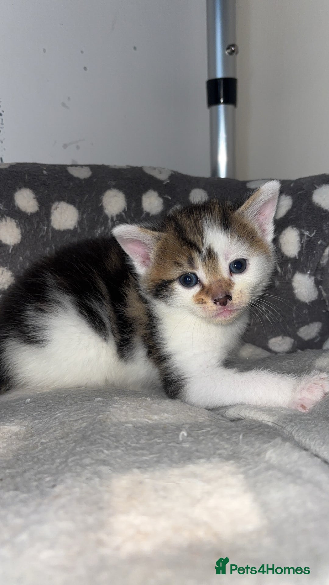 Domestic Shorthair cats for sale: Our Tabby has had kittens again - Advert 8