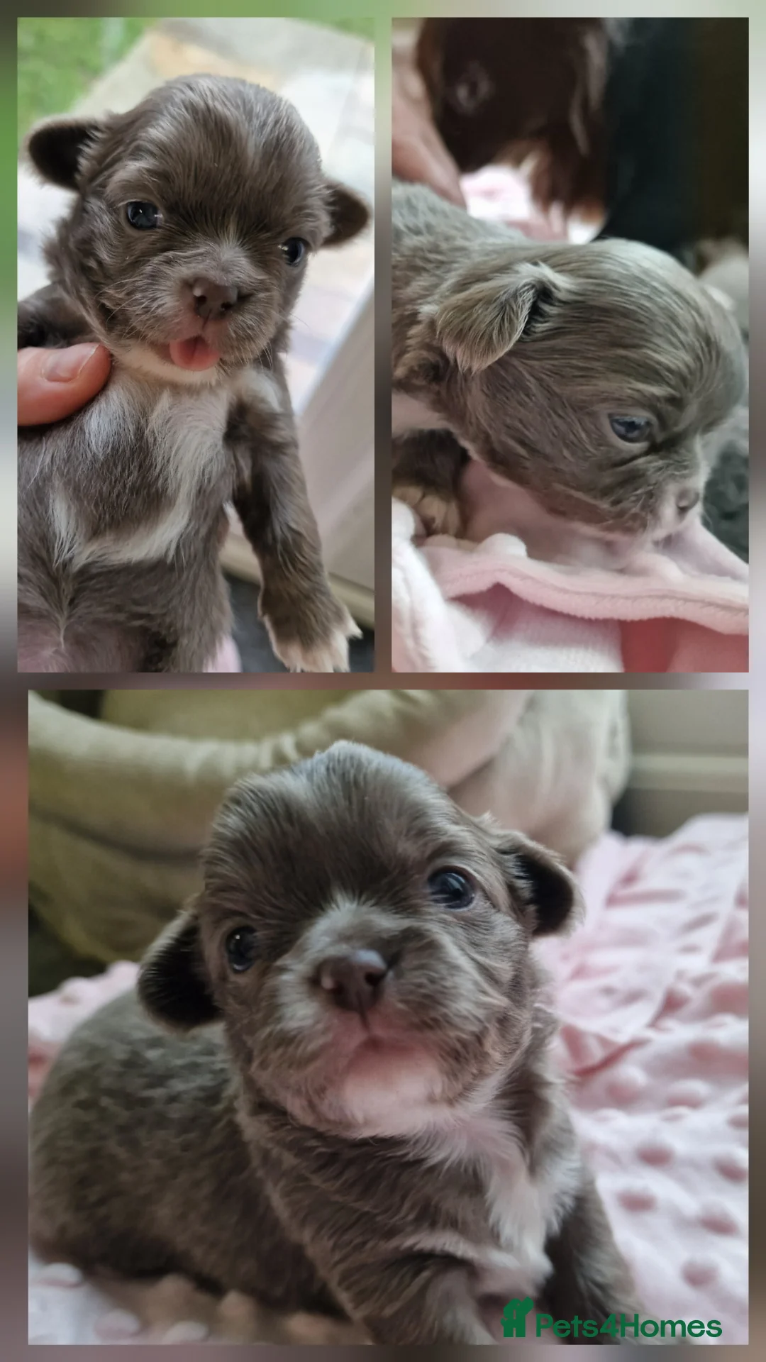 Chihuahua dogs for sale: Beautiful Chihuahua Puppies  - Advert 22