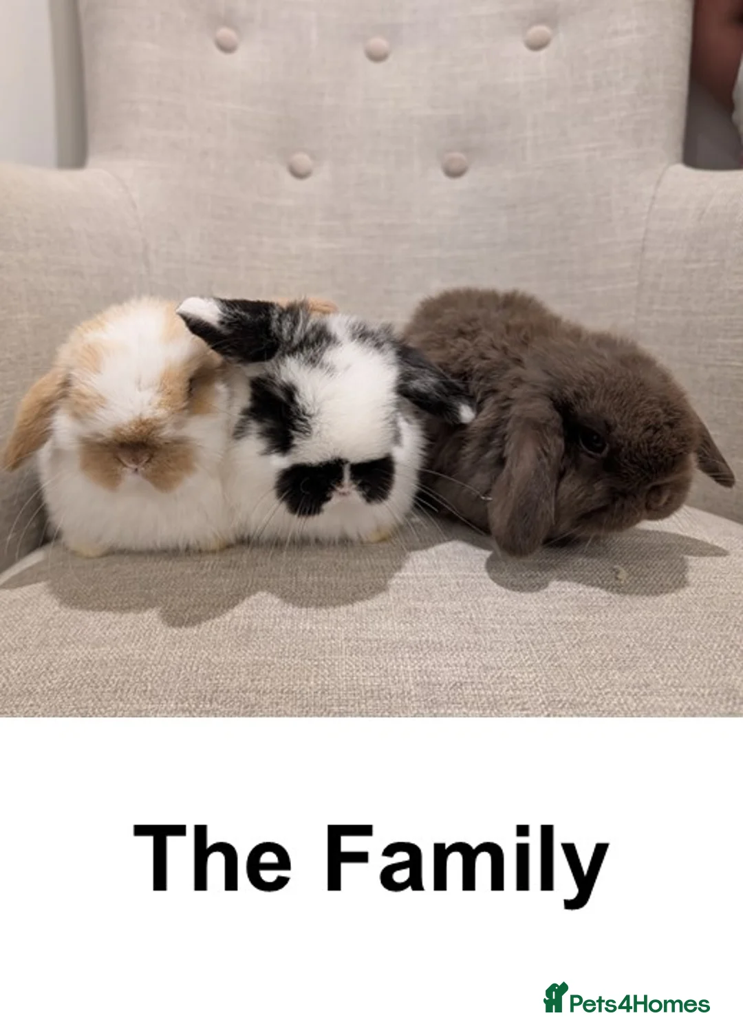 Mini Lop rabbits for sale: Exceptional Mini-Lops. Collect from: 18th February - Advert 12