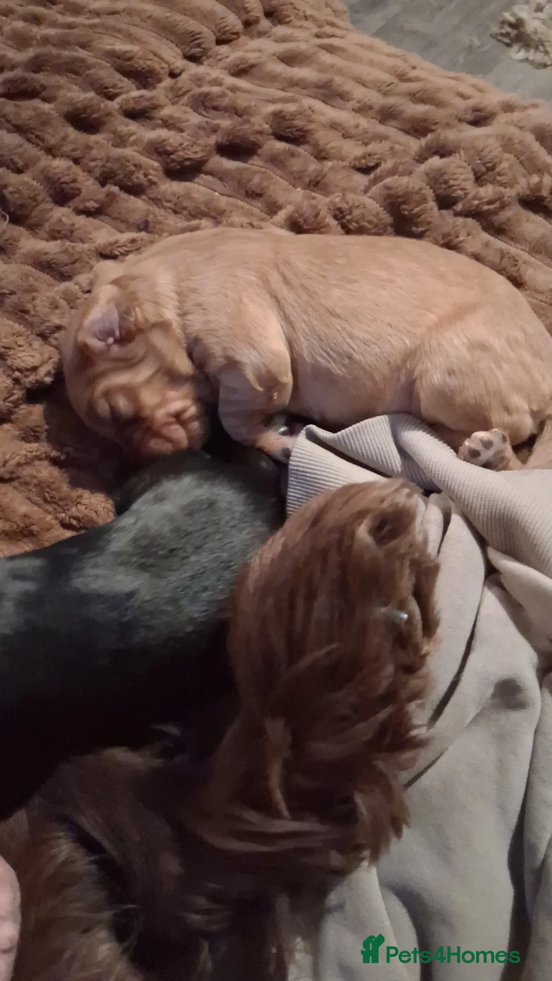 Cocker Spaniel dogs for sale: Black boy cocker spaniel - Advert 2