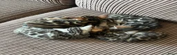 Bengal cats for sale: Bengal kittens  - Advert 15
