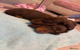 Dachshund dogs for sale: Mini long and smooth hair dachshund puppies  - Image 7