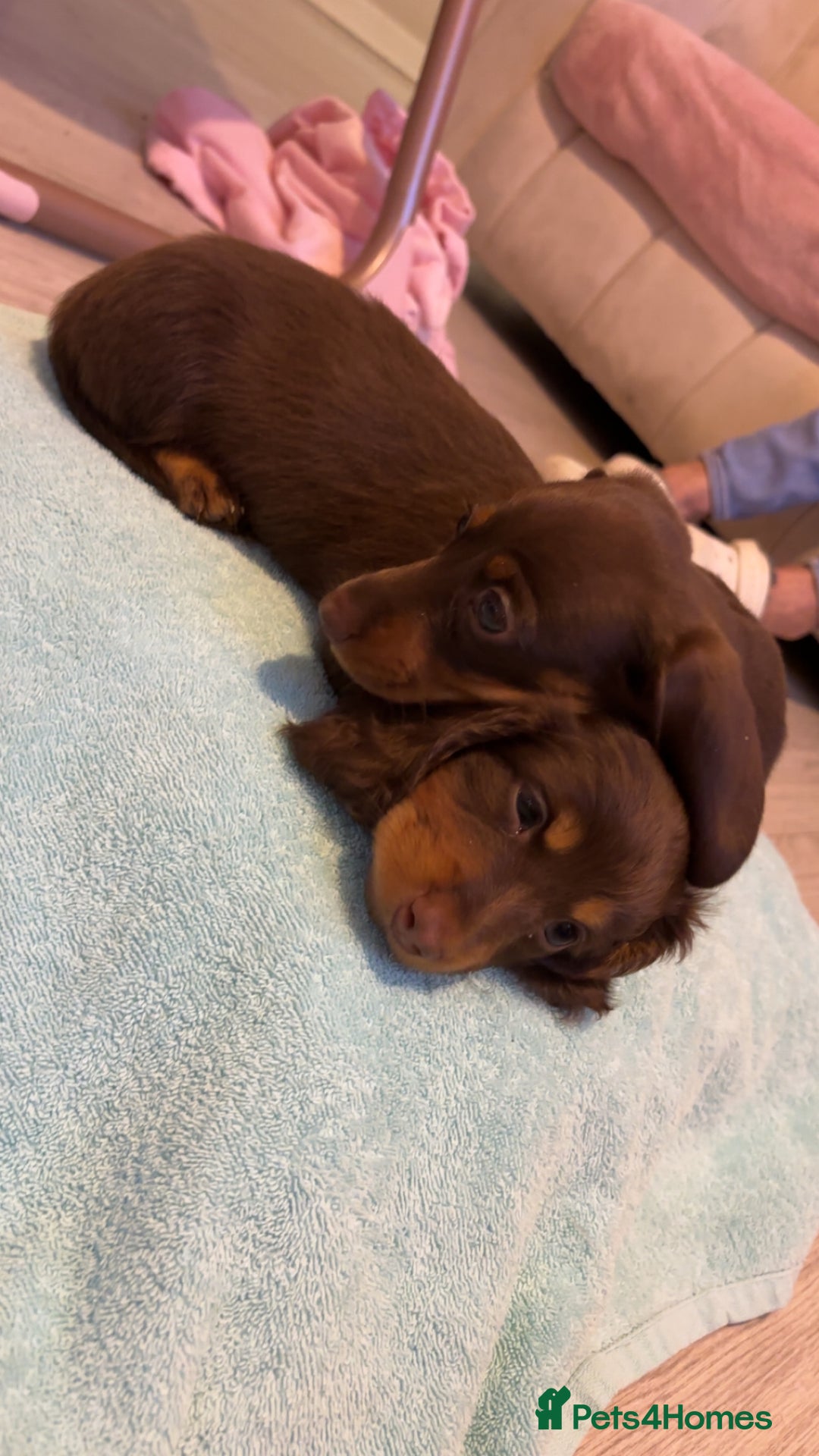 Dachshund dogs for sale: Mini long and smooth hair dachshund puppies  - Image 7