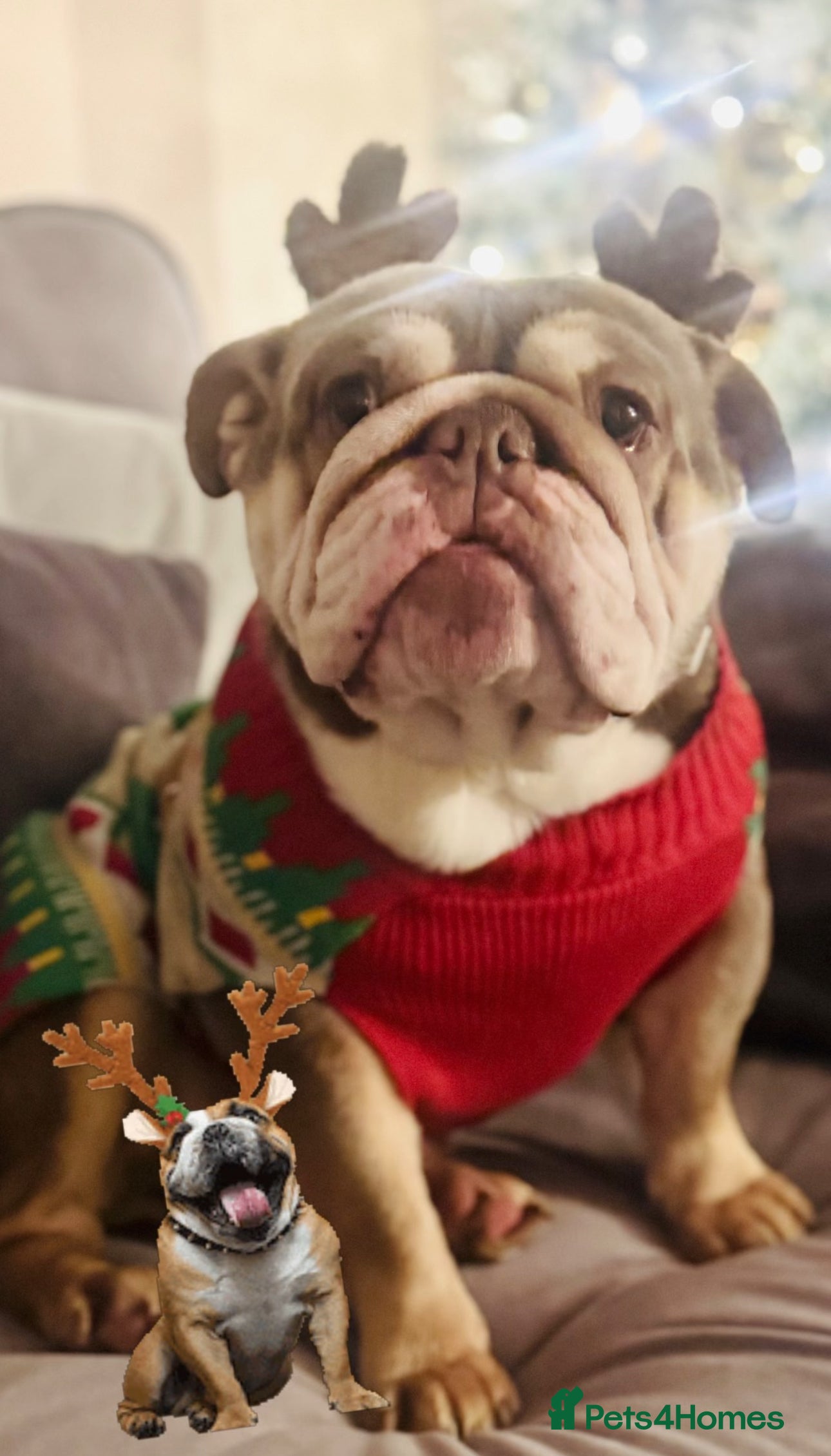 English Bulldog dogs Stunning girl KC registered bulldog 💕💕💕💕 - Advert 1