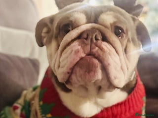 English Bulldog dogs Stunning girl KC registered bulldog 💕💕💕💕 - Advert 5