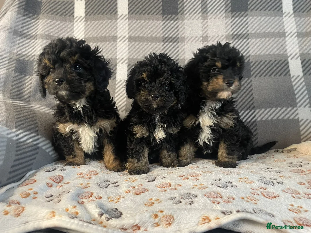 Cavapoo dogs for sale: Tiny cavapoos - Advert 13