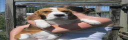 Beagle dogs for sale: KC Reg Beagle Puppies - Advert 9