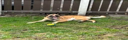 Belgian Shepherd Dog dogs for stud: Ragnar - Advert 8