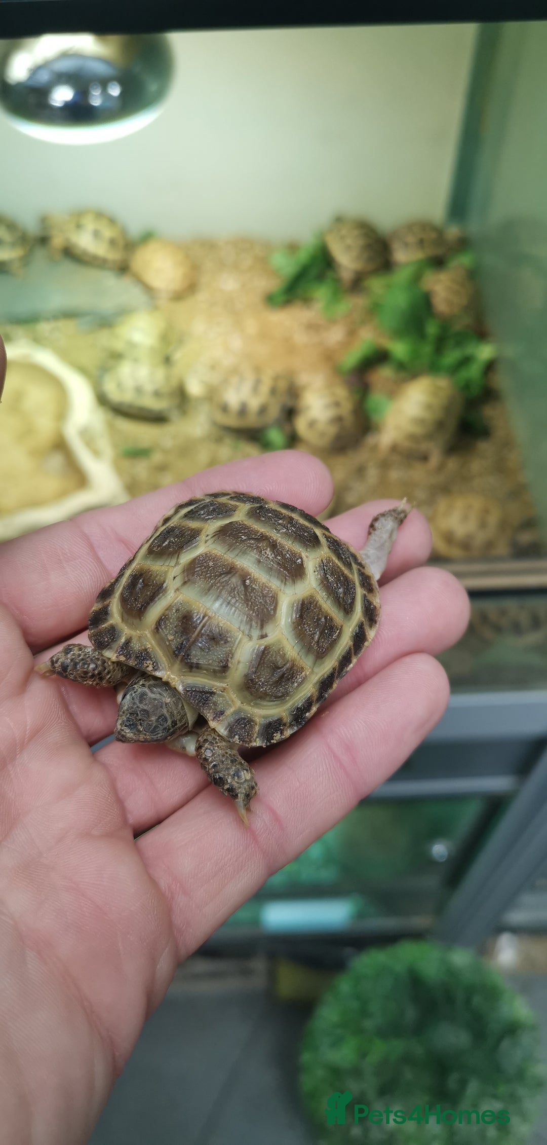 Tortoise reptiles for sale: Beautiful Baby Horsefield Tortoises  - Advert 7