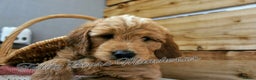 Mini Goldendoodle dogs for sale: Superb home-bred F1 Mini Goldendoodles KC parents - Advert 21