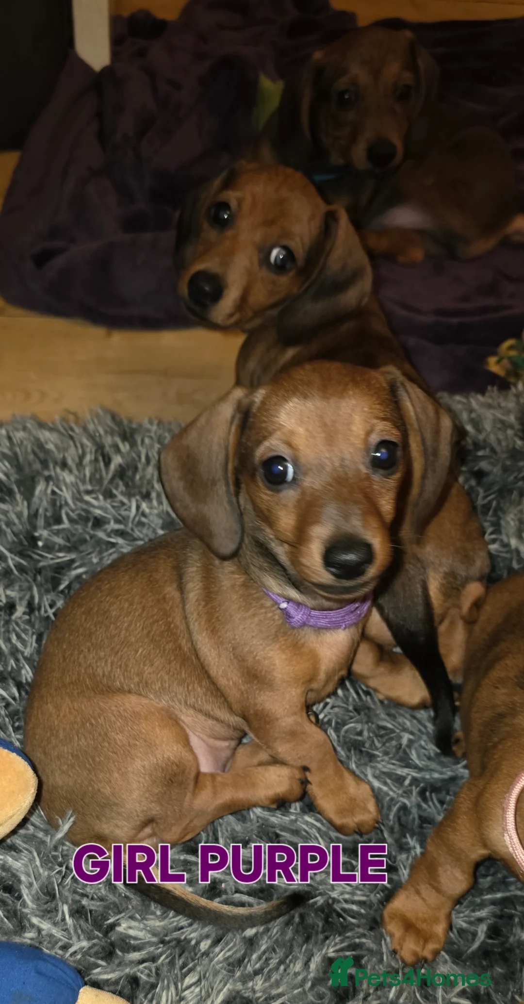 Miniature Dachshund dogs for sale: Ready now 4 beautiful KC registered girls  - Advert 2