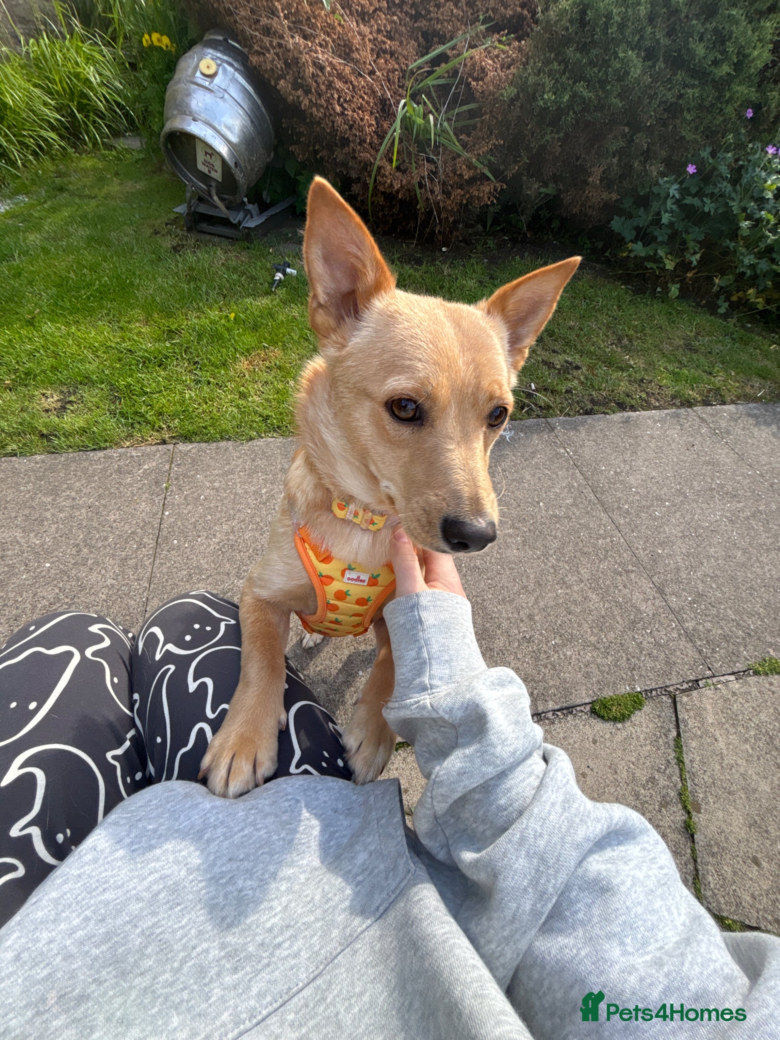 Mixed Breed dogs Sensational Sassy - Advert 2