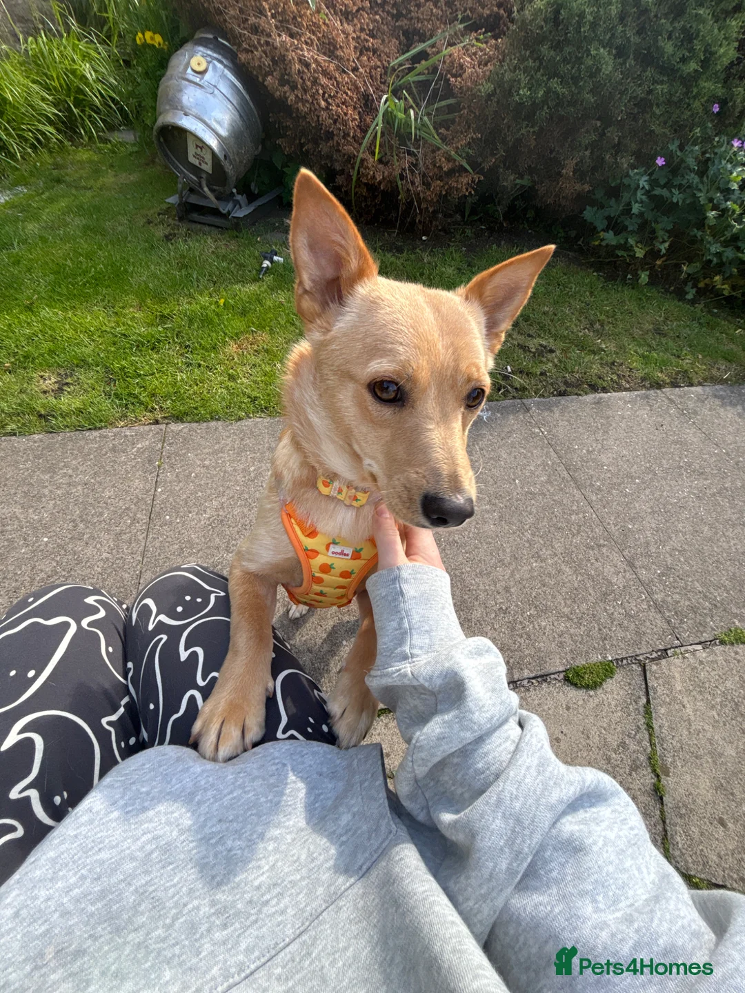 Mixed Breed dogs for adoption: Sensational Sassy in Stalybridge - Advert 2