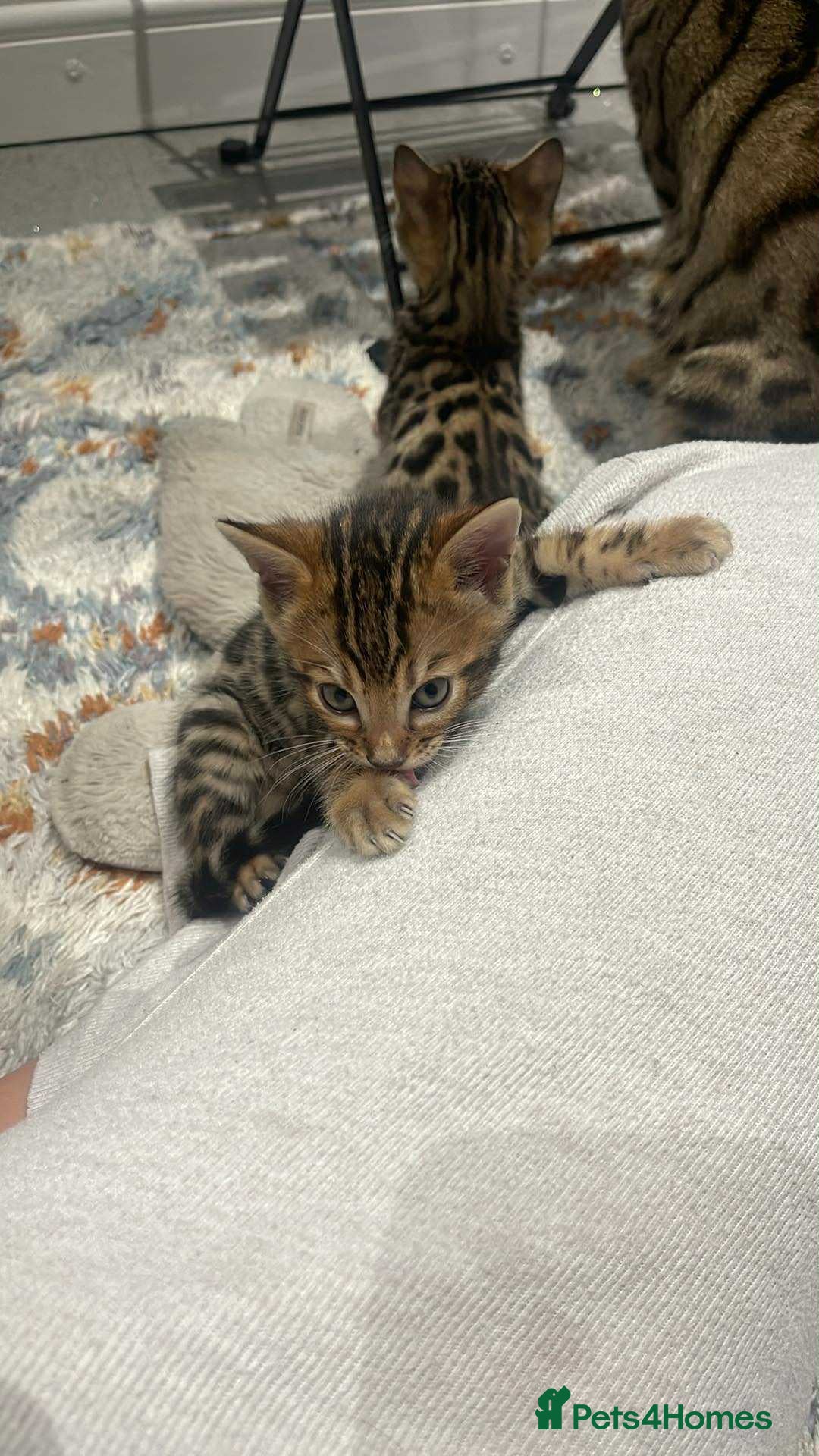 Bengal cats for sale: Bengal  - Image 9