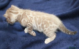 Bengal cats for sale: TICA Registered Bengal Kittens–Ready Nov 2025 🐾 - Image 13