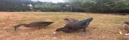 Ducks poultry for sale: Muscovy Ducks for sale - Male & Female - Advert 19