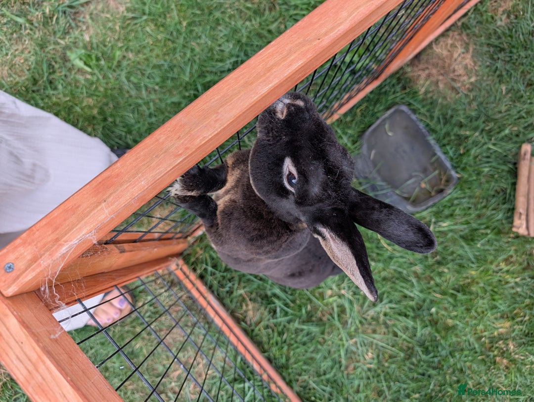 Rex rabbits for sale: Boy Rex rabbit  - Image 3