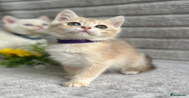 British Shorthair cats - Advert 7