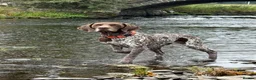 German Shorthaired Pointer dogs for sale: Stunning German Shorthaired Pointer Pups KC Reg'd - Advert 19