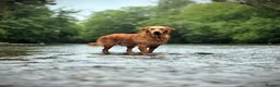 Golden Retriever dogs for sale: Golden Retriever Puppies in Carmarthen - Advert 7