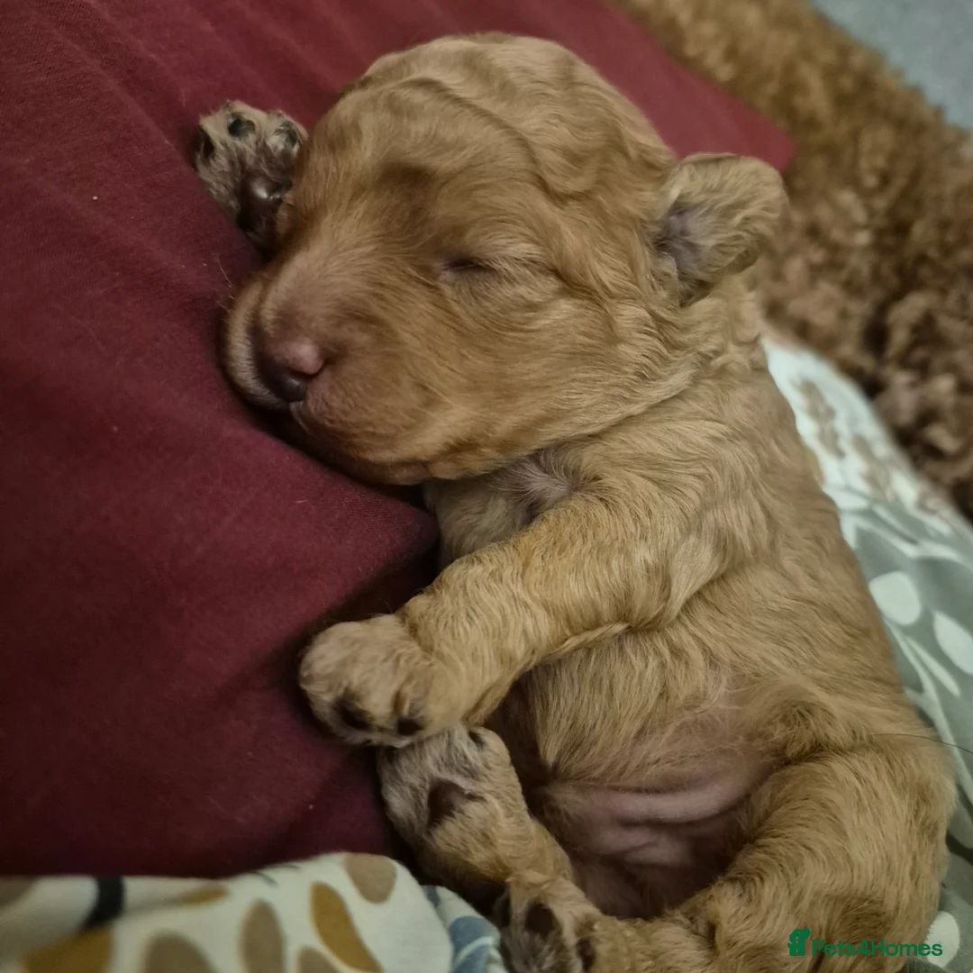 Cockapoo dogs for sale: Cockerpoo  - Advert 7