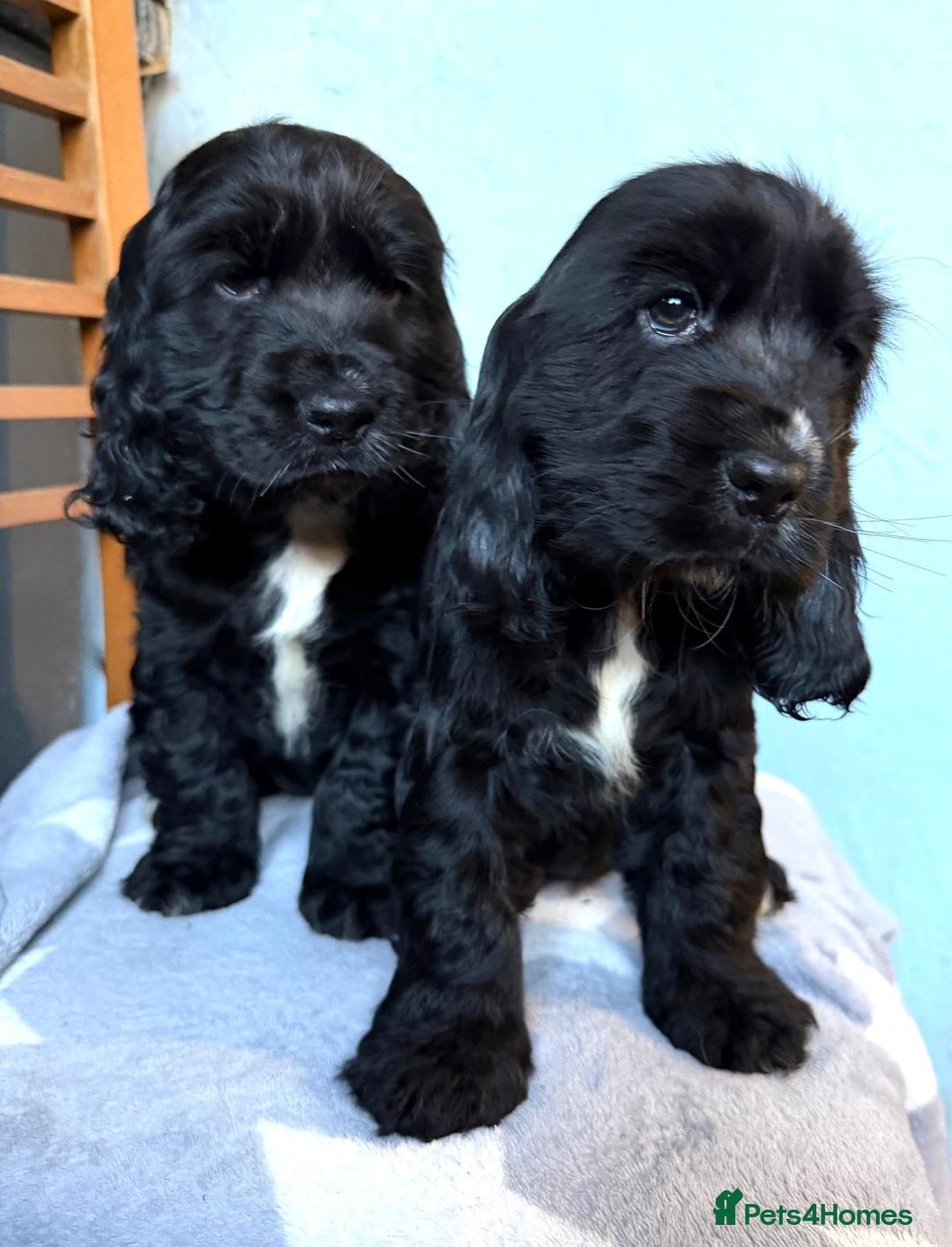 Cocker Spaniel dogs for sale: Show type Cocker Spaniel puppies  - Advert 3