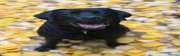 Labrador Retriever dogs for sale: Litter of Show Labrador Retriever Puppies - Advert 1