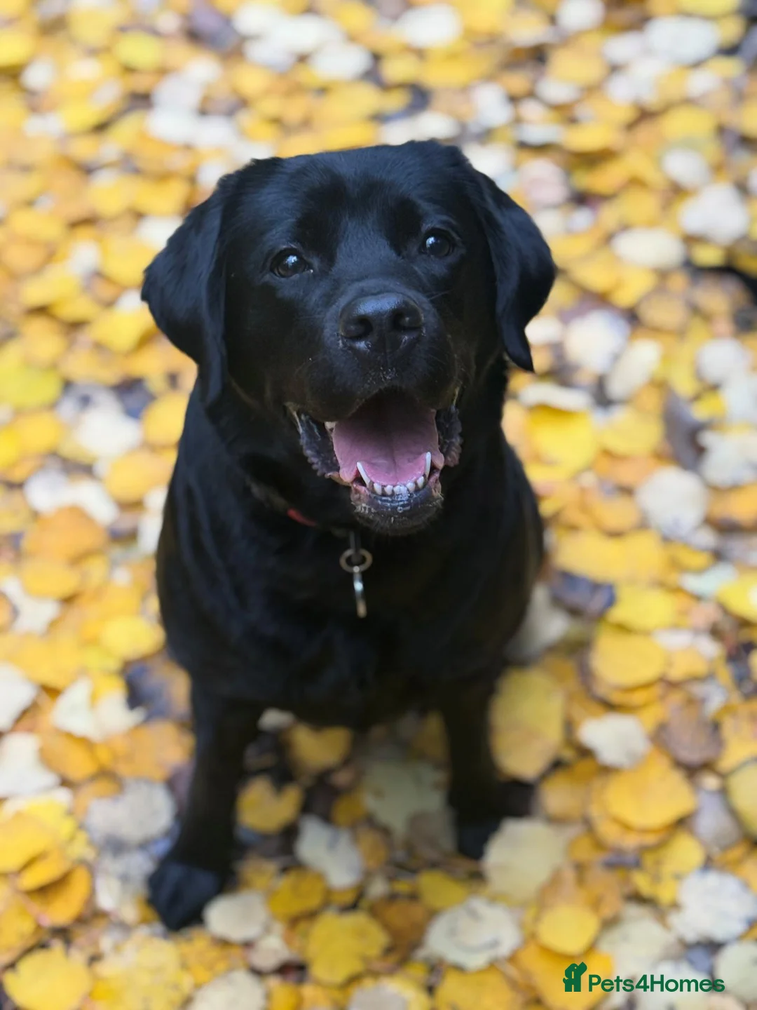 Labrador Retriever dogs for sale: Litter of Show Labrador Retriever Puppies - Advert 1