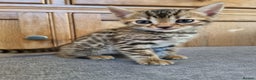 Bengal cats for sale: Pure Bengal kittens ready to reserve - Advert 11