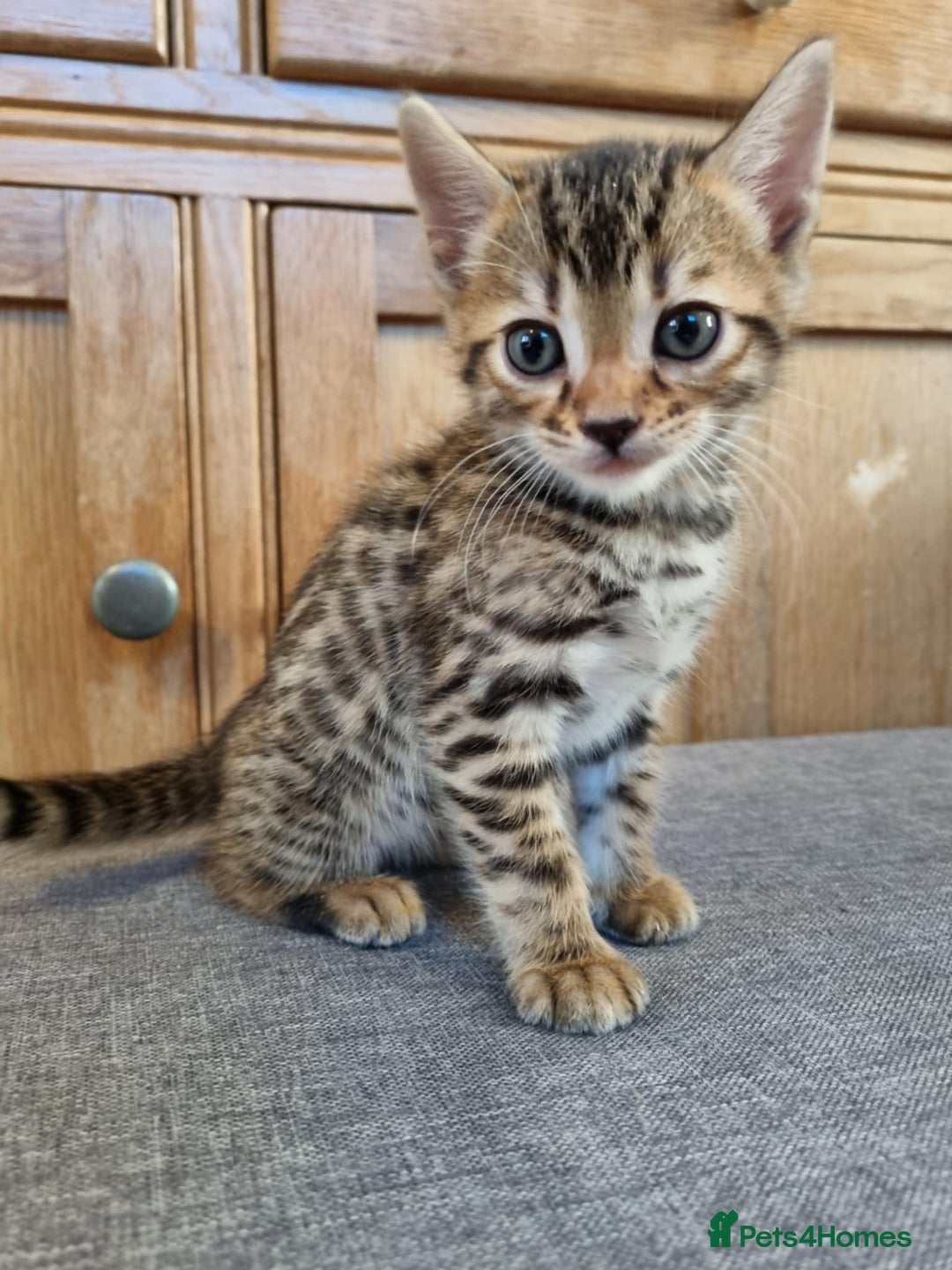 Bengal cats for sale: Pure Bengal kittens ready to reserve - Advert 11