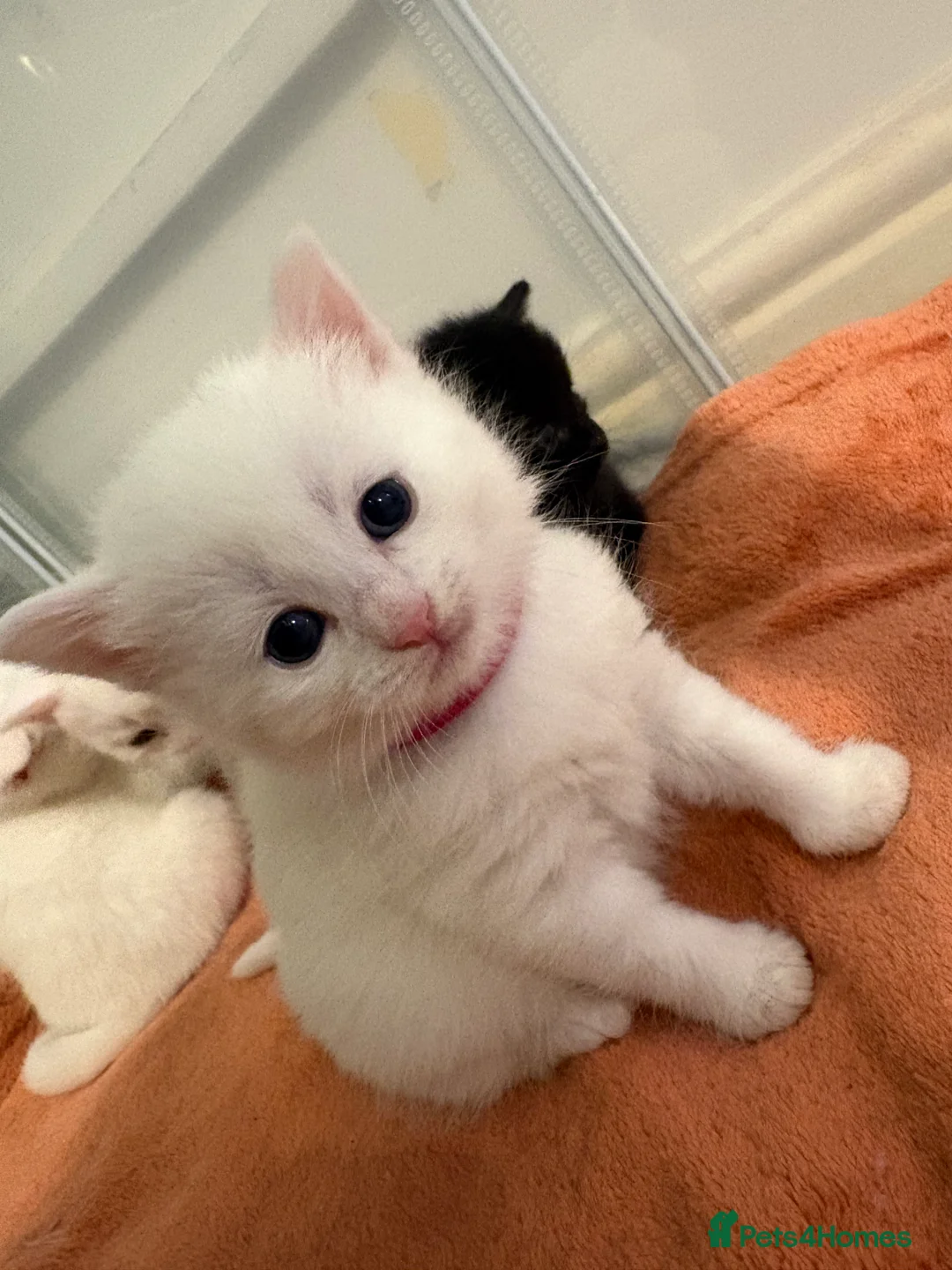Mixed Breed cats for sale: Full white and black kittens for sale  - Advert 3