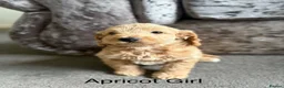 Cockapoo dogs for sale: Cockapoo puppies for sale in Stockport - Advert 4