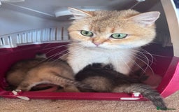 Scottish Fold cats for sale: Scottish fold kittens in hull - Image 36
