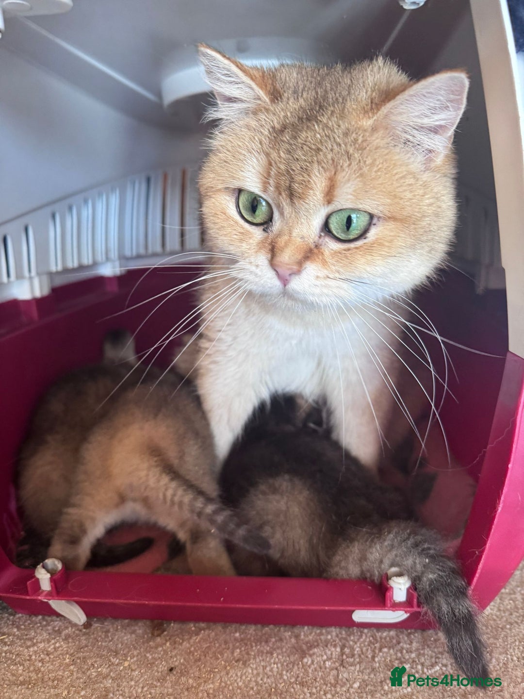 Scottish Fold cats for sale: Scottish fold kittens in hull - Image 36