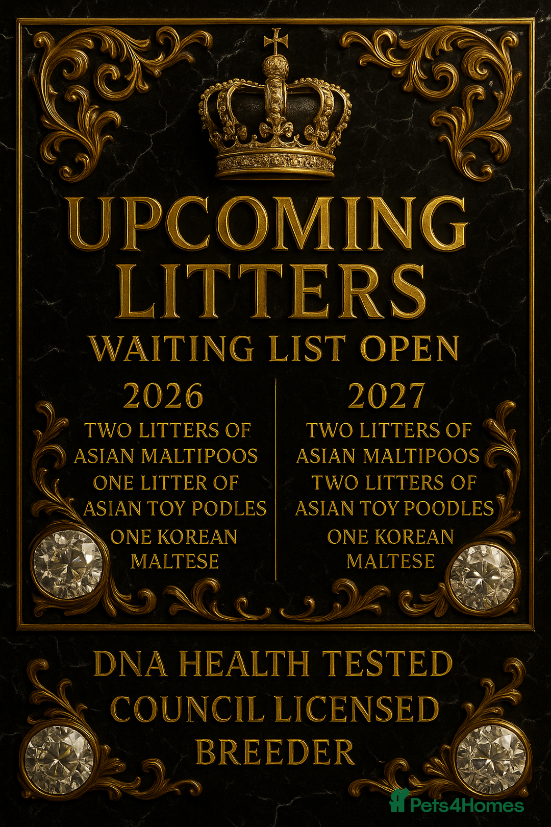 Toy Poodle dogs for stud: 🔥One-in-a-Million teddy Asian toy poodle DNA Stud in Thetford - Advert 3