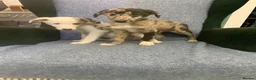 Mixed Breed dogs for sale: Blue Merle Border Collie x Lurcher Puppies  - Advert 9