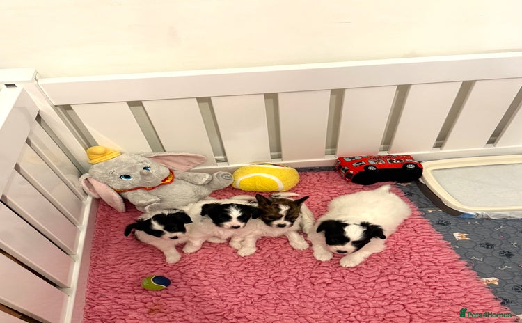 Papillon dogs - Advert 1
