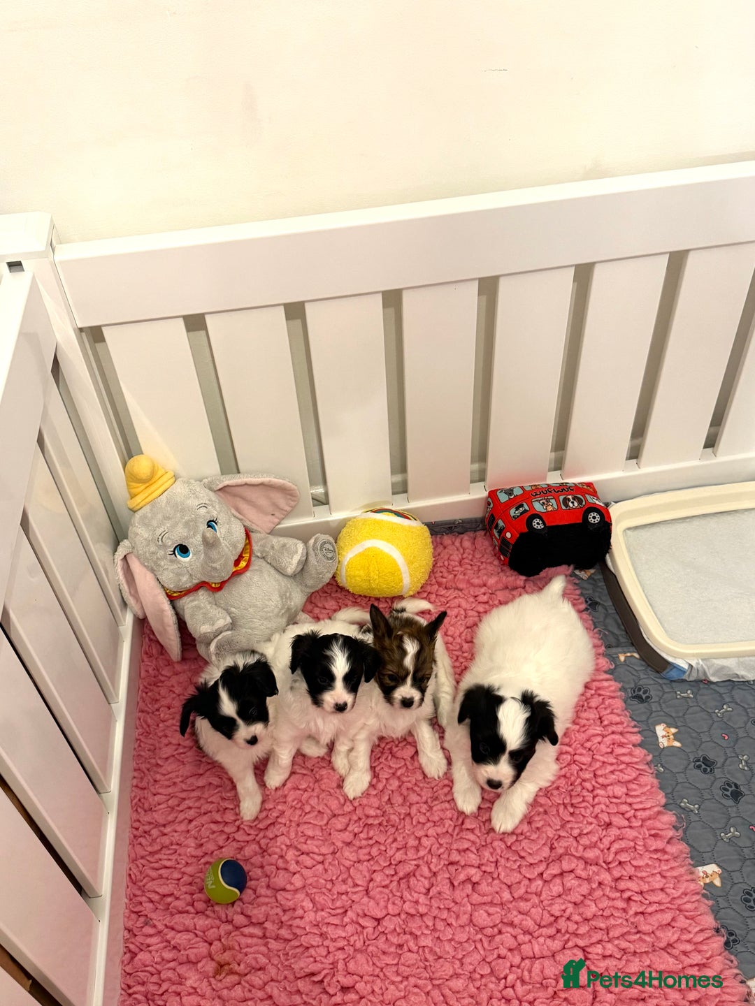 Papillon dogs for sale: Beautiful KC registered papillon puppies for sale - Image 1