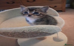 Mixed Breed cats for sale: 3 BEAUTIFUL KITTENS 😸 AVAILABLE STRAIGHT AWAY  - Advert 2