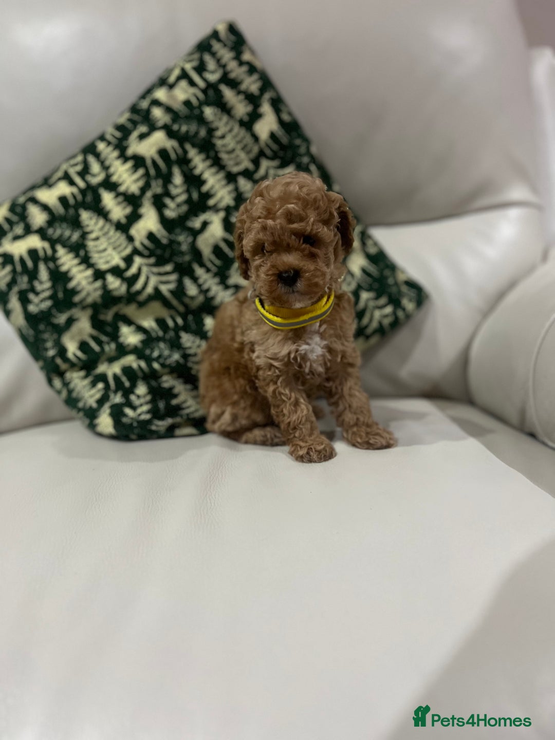 Toy Poodle dogs for sale: Toy poodle puppies.  - Advert 2