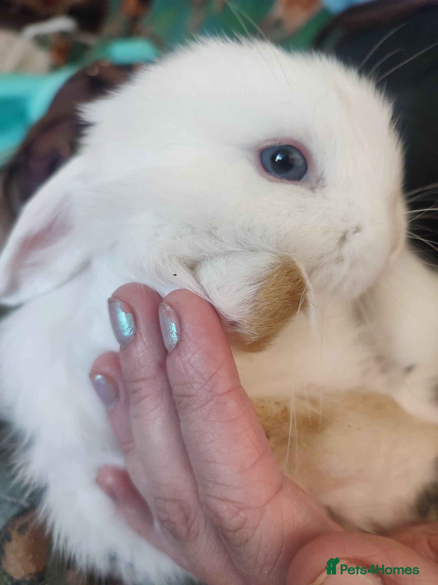 Mini Lop rabbits Baby Mini Lops - £70 for last girl - Advert 10