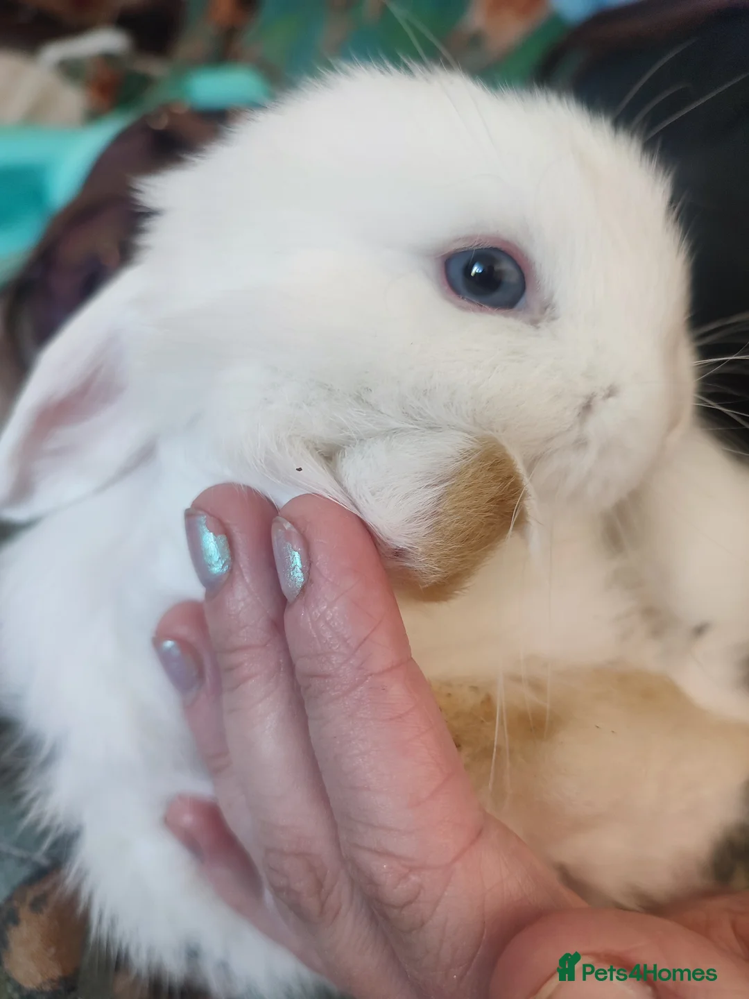 Mini Lop rabbits for sale: Baby Mini Lops - Advert 1
